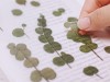 Pressed Flower Stickers - Eucalyptus