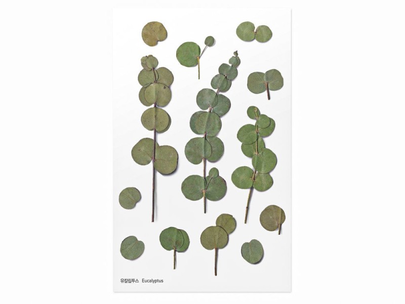 Pressed Flower Stickers - Eucalyptus