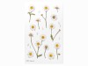 Pressed Flower Stickers - Marguerite