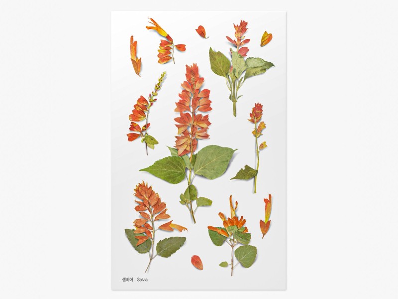 Appree Pressed Flower Stickers - Salvia