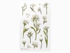 Appree Pressed Flower Stickers - Sweet Alyssum