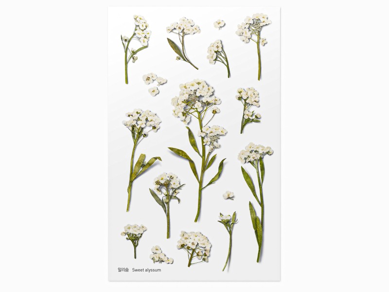 Appree Pressed Flower Stickers - Sweet Alyssum