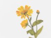 Appree Pressed Flower Stickers - Calendula