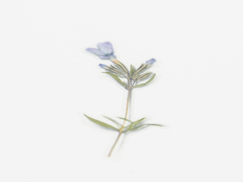 Appree Pressed Flower Stickers - Moss Phlox
