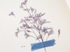 Appree Pressed Plant Stickers - Misty Blue