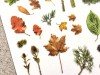 MU Print On Stickers Botanical Fall Pressed Plants 139