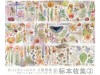 Pre-Order Baicangjia Studio Washi Sticker Roll - Specimen Collection 2
