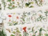 Baicangjia Studio PET Tape - Garden Of Fragrance