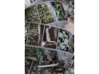 Pre-Order LCN Matte PET Tape Journey - Leaf