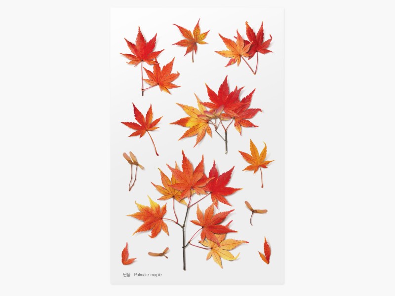 Appree Pressed Flower Stickers - Palmate Maple